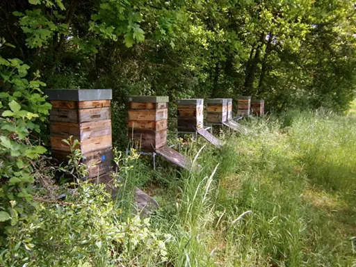 My bee colonies at the time of the honey harvest.