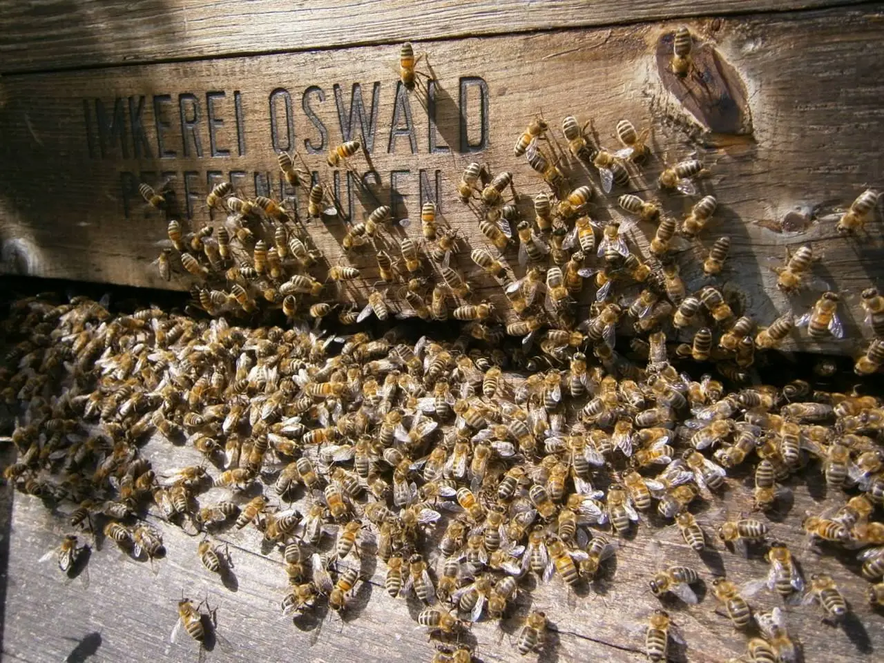 Bienen sammeln sich am Bienenstock