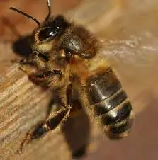 Großaufnahme der dunklen europäischen Biene der Zuchtrichtung Nigra von der Belegstelle Schwabalm.