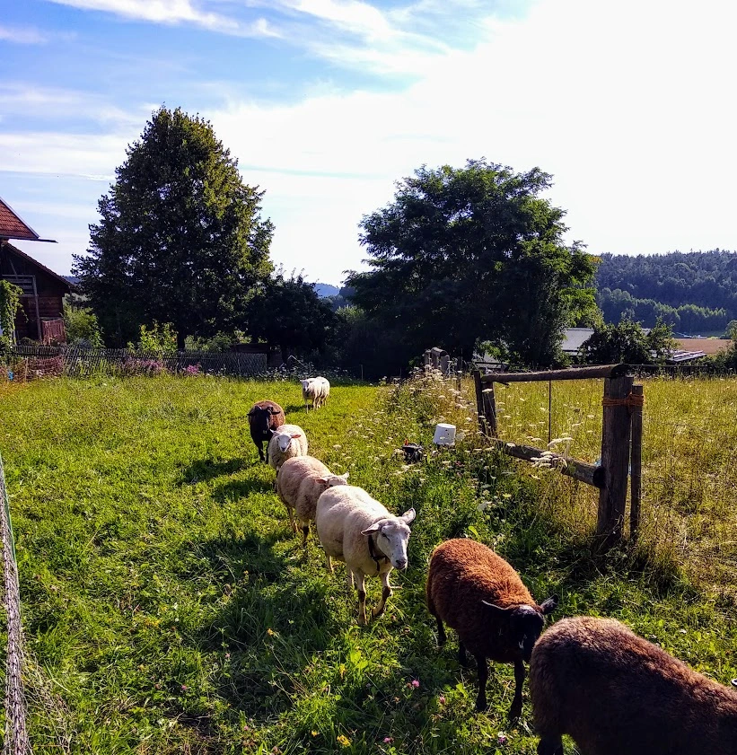 Eine Anzahl Schafe gehen nacheinander im Gänsemarsch auf die Schafweide vom Bienenhof der Imkerei Oswald.