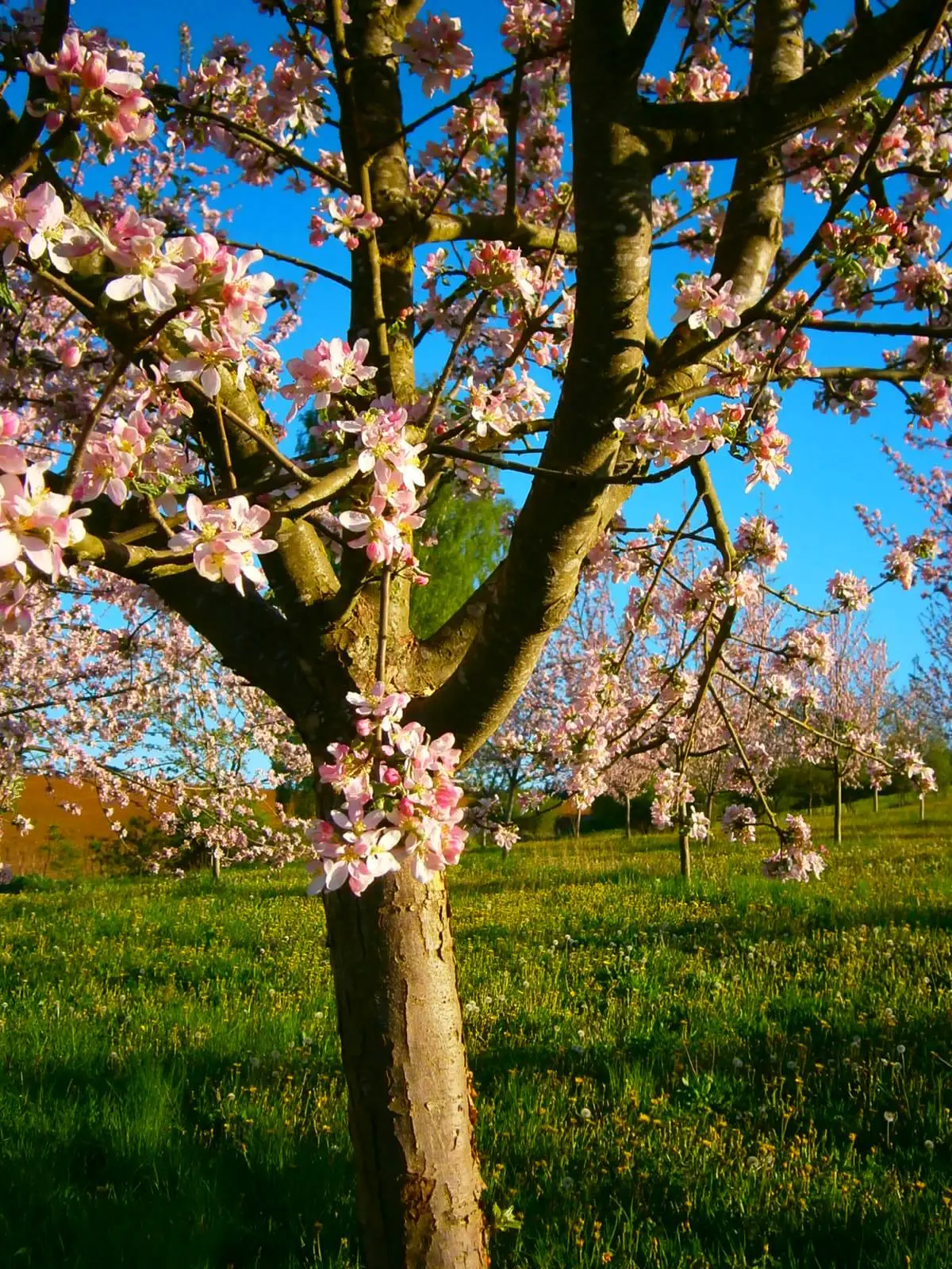 Ein Streuobst-.Apfelbaum in Bayern mit rosa Blüten.