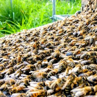 Ein Bienenschwarm von Imkerei Oswald läuft über ein Brett in eine neue Bienenwohnung ein. Foto: bio-honig.com, Mai 2024