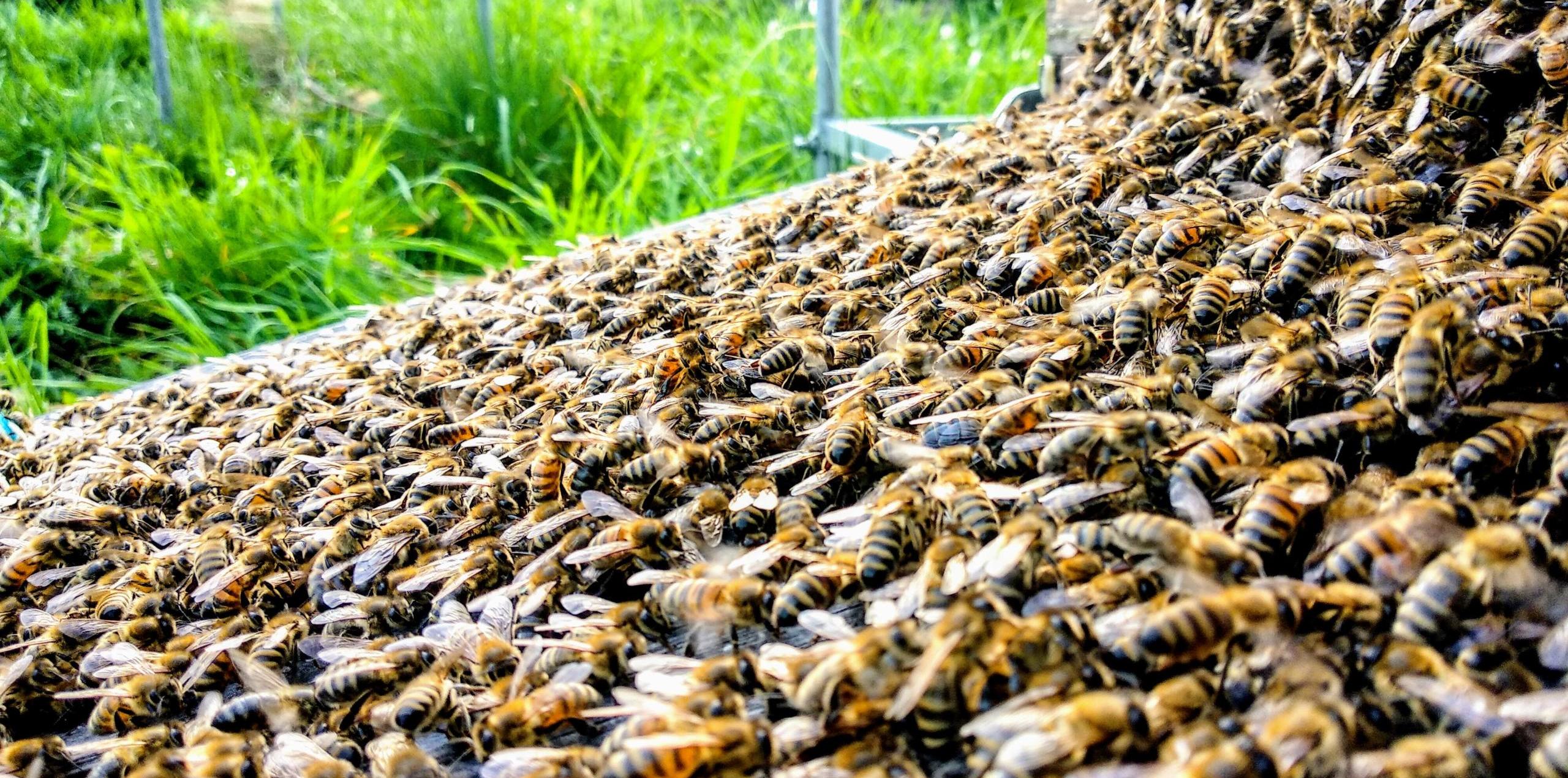 Ein Bienenschwarm von Imkerei Oswald läuft über ein Brett in eine neue Bienenwohnung ein. Foto: bio-honig.com, Mai 2024