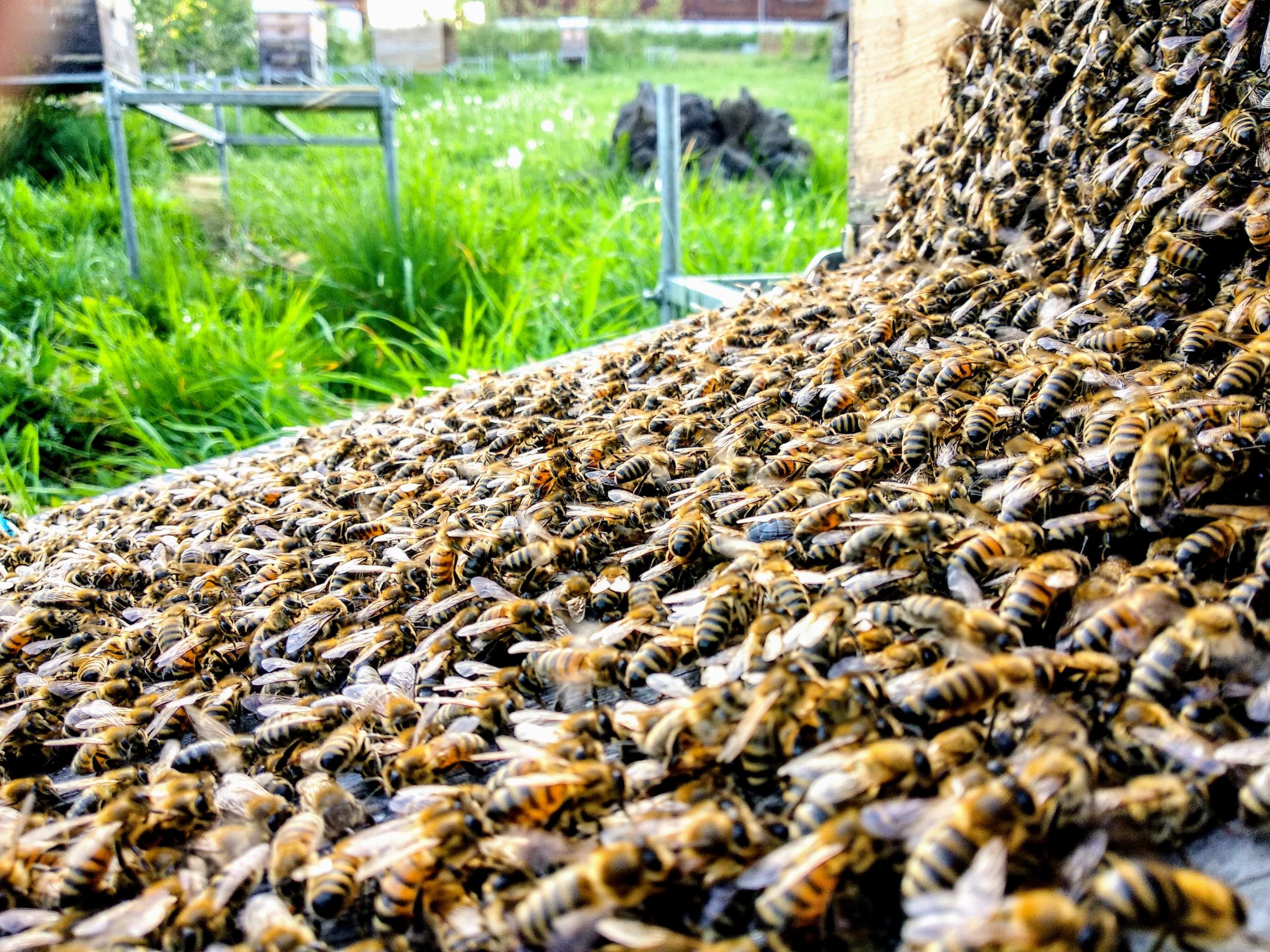 Ein Bienenschwarm von Imkerei Oswald läuft über ein Brett in eine neue Bienenwohnung ein. Foto: bio-honig.com, Mai 2024
