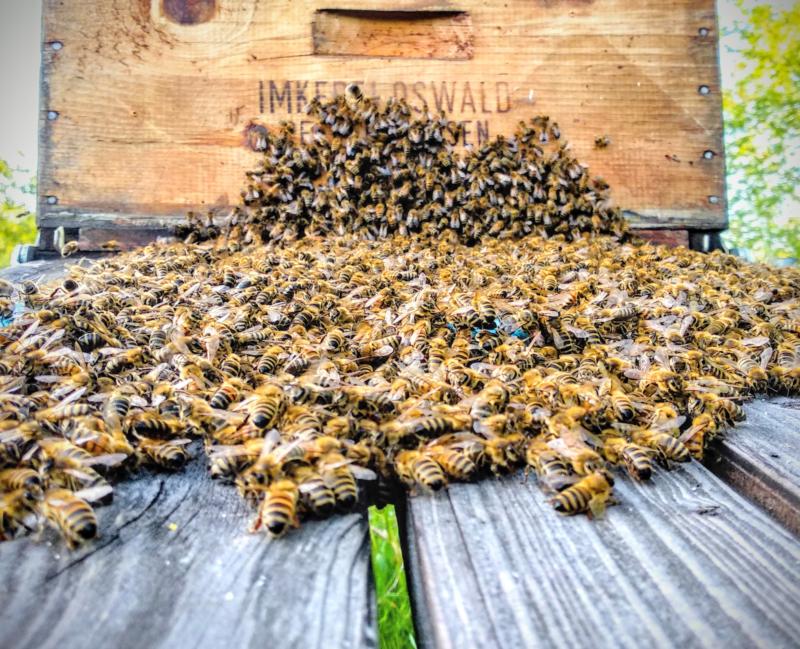 Schwarmtraube sammelt sich auf dem Flugbrett vor dem Einzug in die neue Beute. Foto: bio-honig.com im Mai 2024