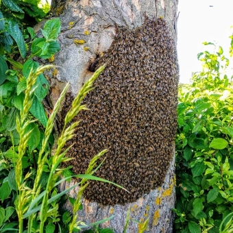 Ein großer wilder Bienenschwarm am Stamm eines Ahornbaumes, fotografiert von Hans Georg Oswald im Mai 2024 in Bayern.