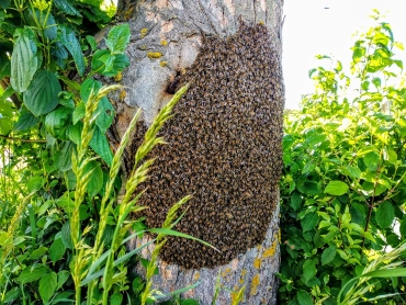 Ein großer wilder Bienenschwarm am Stamm eines Ahornbaumes, fotografiert von Hans Georg Oswald im Mai 2024 in Bayern.