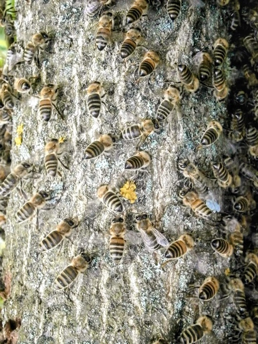 Honigbienen auf dem Stamm einer Eiche weisen den Weg zur Schwarmtraube.