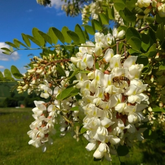 Eine Robinien-Baumblüte mit einer Honigbiene von Imkerei Oswald am Bienenhof Hallertau in Deutschland. Foto: Hans Georg Oswald, bio-honig.com