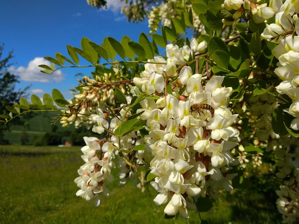 Eine Robinien-Baumblüte mit einer Honigbiene von Imkerei Oswald am Bienenhof Hallertau in Deutschland. Foto: Hans Georg Oswald, bio-honig.com