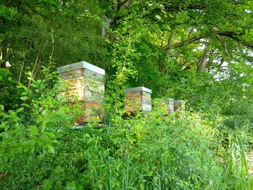 a group of beehives in a forest