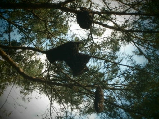 Many swarms of wild honeybees nest in a tree.