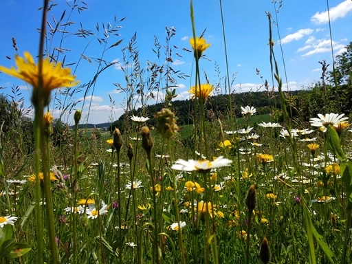 a field of flowers and grass