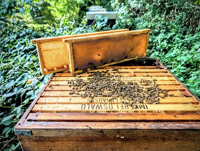 Ein aktuellesBild von einem ökologisch bewirtschafteten Bienenstand in Deutschland. Zu sehen ist ein geöffnetes Bienenvolk von Imkerei Oswald bio-honig com bei den letzen Einwiterungsarbeiten im Oktober. Zwei leere Honigwaben werden entnommen, deren Honig die Bienen in die Mitte des Brutnestes umgetragen haben. Unsere eignenen Bienenvölker überwintern ausschließlich auf eigenem Bio-Honig. Jetzt Anfang Oktober, werden diese zwei leeren Honigwaben durch zwei volle Honigwaben mit Fichtenwaldhonig ersetzt.