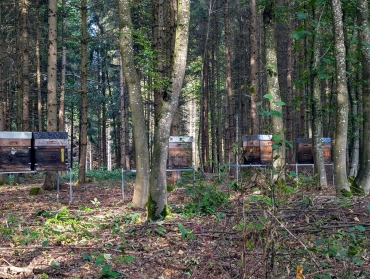 Bienen von Imkerei Oswald im Wald. Titelbild des Blog-Beitrages "Abkürzungen in der Imkersprache".