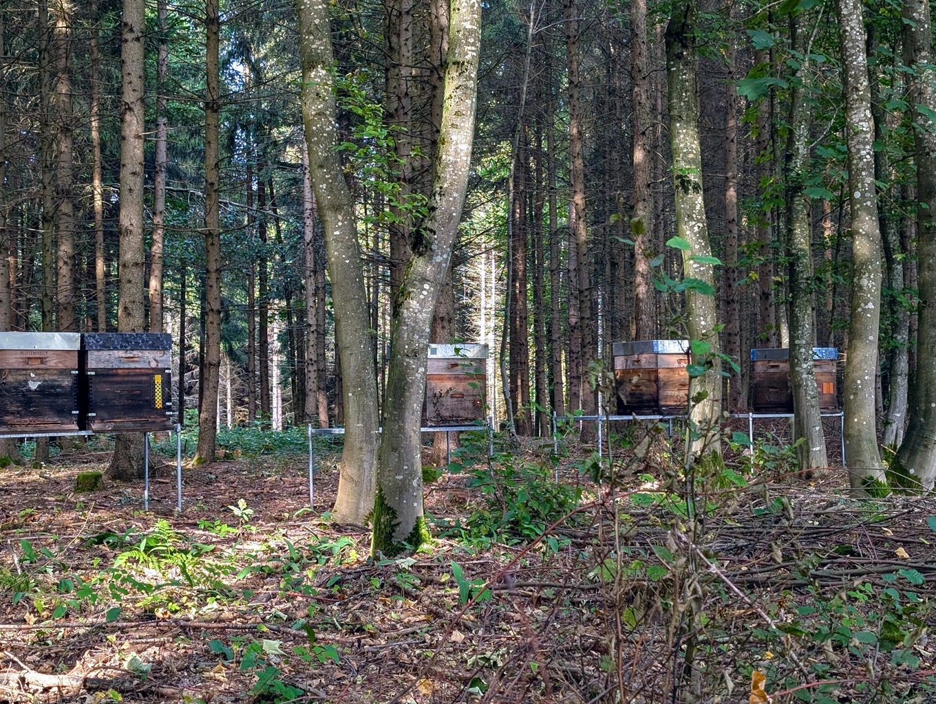 Bienen von Imkerei Oswald im Wald. Titelbild des Blog-Beitrages 