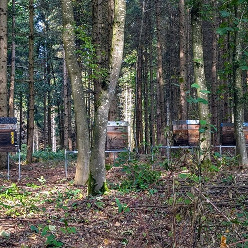 A group of beehives of Oswalds Honeyfarm in a Bavarian forest.