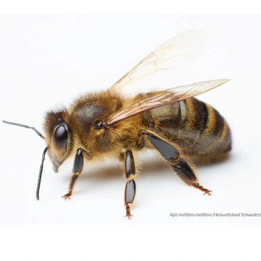 Die Dunkle Mitteleuropäische Biene Apis mellifera mellifera vom Herkunftsland Schweden, Bildzitat vom Bundesverband Dunkle Biene Deutschland e.V.; Webseite: bv-dunkle-biene de / zucht / koeniginnen-bestellung /