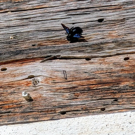 Die blauschwarze Holzbiene untersucht verschiedene alte, schon vorhandene Insekten-Bohrlöcher, die in den über 200 Jahre alten Balken reichlich vorhanden sind. Die meisten sind aber zu klein für die dicke Königin.