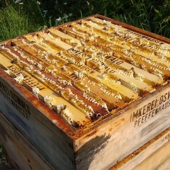 a wooden beehive of beekeeper oswald with natural honeycombs with honey on top