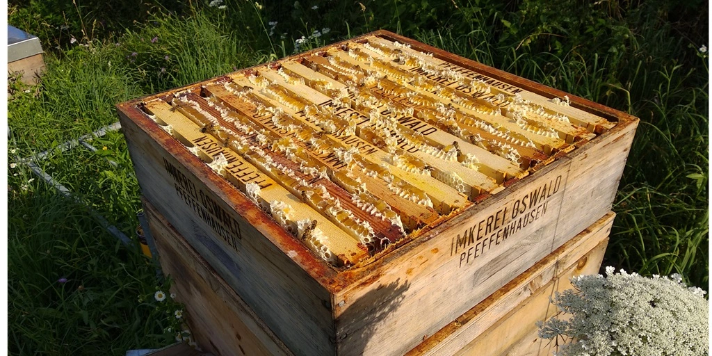 a wooden beehive of beekeeper oswald with natural honeycombs with honey on top