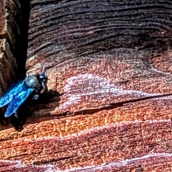 Eine blaue Holzbiene auf einer Holzblockwand eines alten Bauernhauses.