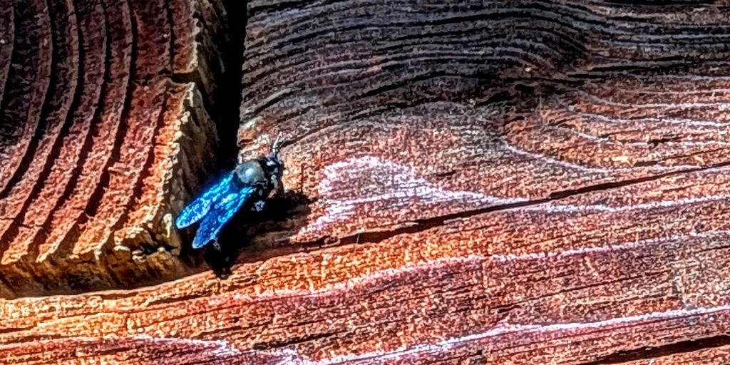 Eine blaue Holzbiene auf einer Holzblockwand eines alten Bauernhauses.