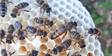 A group of bees on a honeycomb.