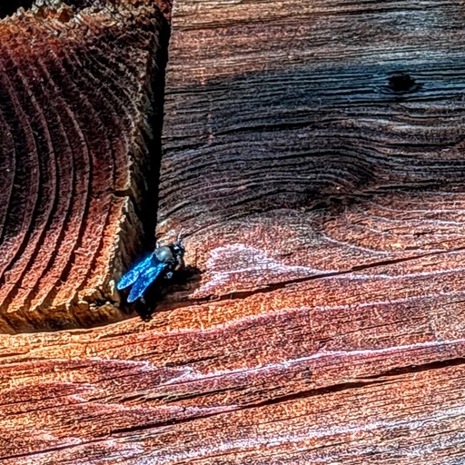 a blue bee on a piece of wood