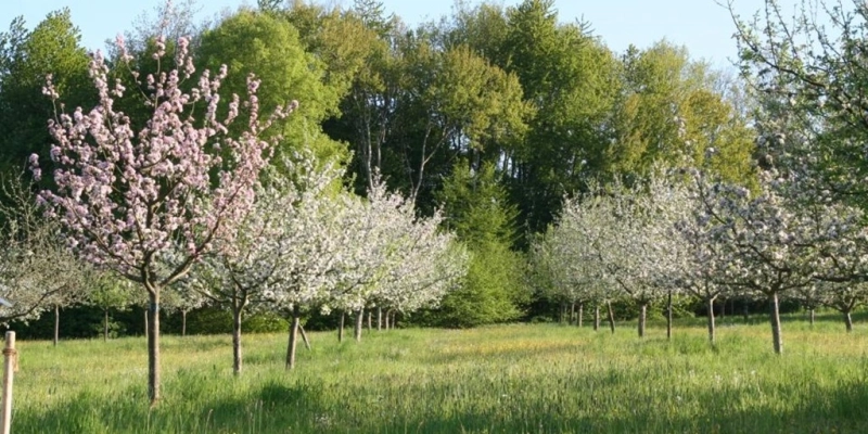 Oberfränkische Streuobstwiese im Frühling.