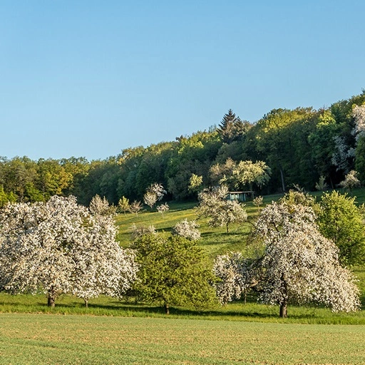 Streuobstwiesen liefern guten Honig.