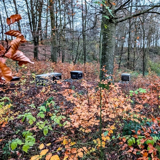 Bienenstand im Wald in Niederbayern.