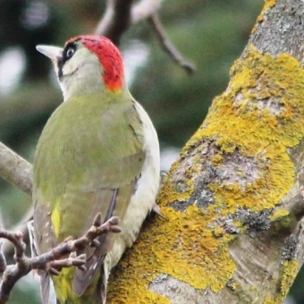 Der Grünspecht mit seinem grünen Federkleid und seinem leuchtend roten Kopfschmuck ist der schönste und bunteste Wildvogel in Deutschlands im Bienenwald.