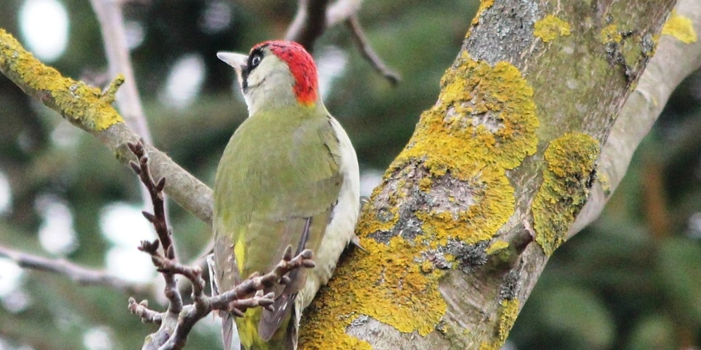 Der Grünspecht mit seinem grünen Federkleid und seinem leuchtend roten Kopfschmuck ist der schönste und bunteste Wildvogel in Deutschlands im Bienenwald.