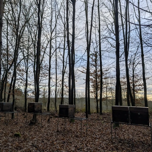 Bienenkästen im Wald