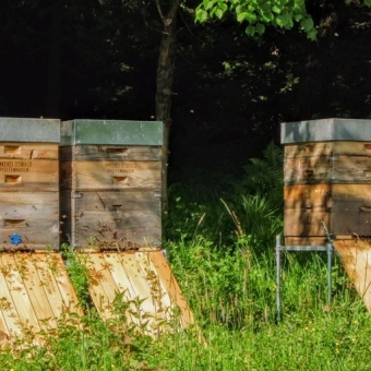 Bienenstand mit vier selbst gebauten ökologischen Bienenstöcken oder Bienenwohnungen am Waldrand. Foto: Imkerei oswald (Titelbild zum Artikel über Beutenvergleich) bio-honig com