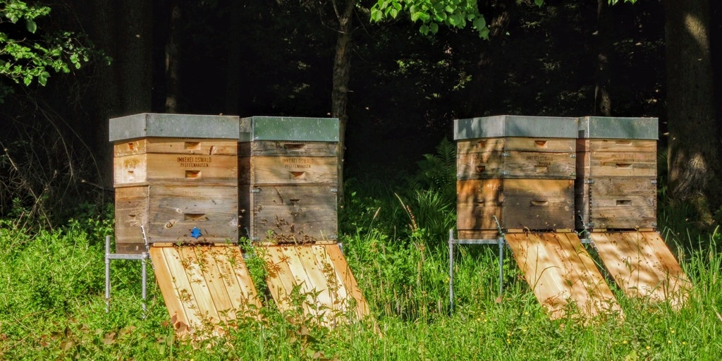 Bienenstand mit vier selbst gebauten ökologischen Bienenstöcken oder Bienenwohnungen am Waldrand. Foto: Imkerei oswald (Titelbild zum Artikel über Beutenvergleich) bio-honig com