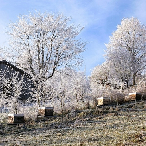 Bienen im Winter am Heimbienenstand der Imkerei Oswald am Hallertauer Bienenhof Anfang Januar zur Zeit der Winter-Varroa-Entmilbung. Foto: Imkerei Oswald bio-honig.com