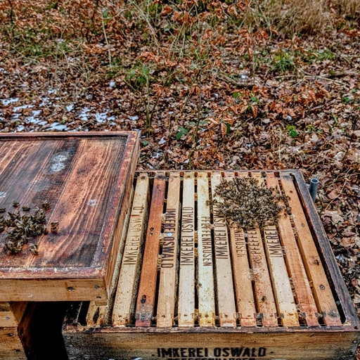 Geöffnetes Bienenvolk mit sichtbarer Wintertraube im Wintersitz. Das Dadant-Volk sitzt auf 8 Brutwaben, zwischen zwei Vollholzwaben (zu erkennen an den drei Schrauben am Oberträger). Links außen befinden sich zwei Honigwaben als Zusatzvorrat. Die Behandlung dauert nur wenige Sekunden. Bevor die Bienen reagieren, wird der Innendeckel wieder geschlossen. Foto: Imkerei Oswald bio-honig.com