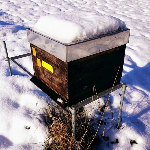 Die sonnige Aufstellung der Bienenvölker ermöglicht diesen, Honig von den Randbereichen der Beute nach innen zur Wintertraube zu tragen. Foto: Imkerei Oswald bio-honig.com