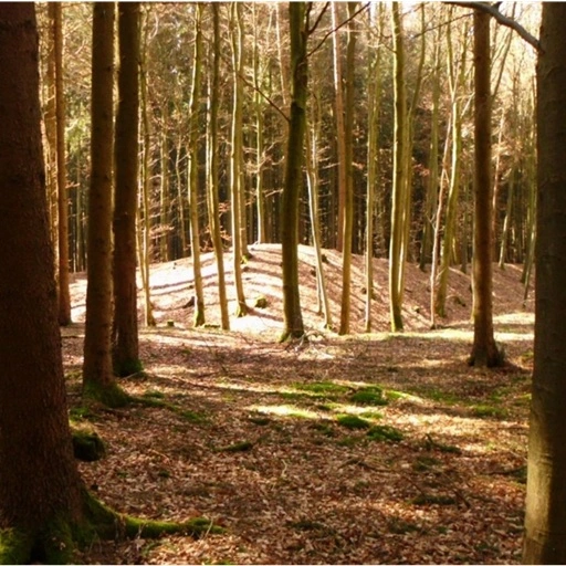 Die imposante Keltenschanze Oberlauterbach von der nordöstlichen Ecke aus gesehen. Da die Ecken eine deutliche Erhebung aufweisen, kann man daraus schlussfolgern, dass markante Ecktürme vorhanden waren. Die Anlage wurde vor ca. 2100 Jahren errichtet. Foto: Hans Georg Oswald, Verein für Heimatgeschichte Pfeffenhausen und Umgebung (Oberlauterbach).