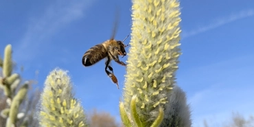 Die Weidenblüte (Palmkätzchen) wird von einer Honigbiene am 09. März 2025 angeflogen.