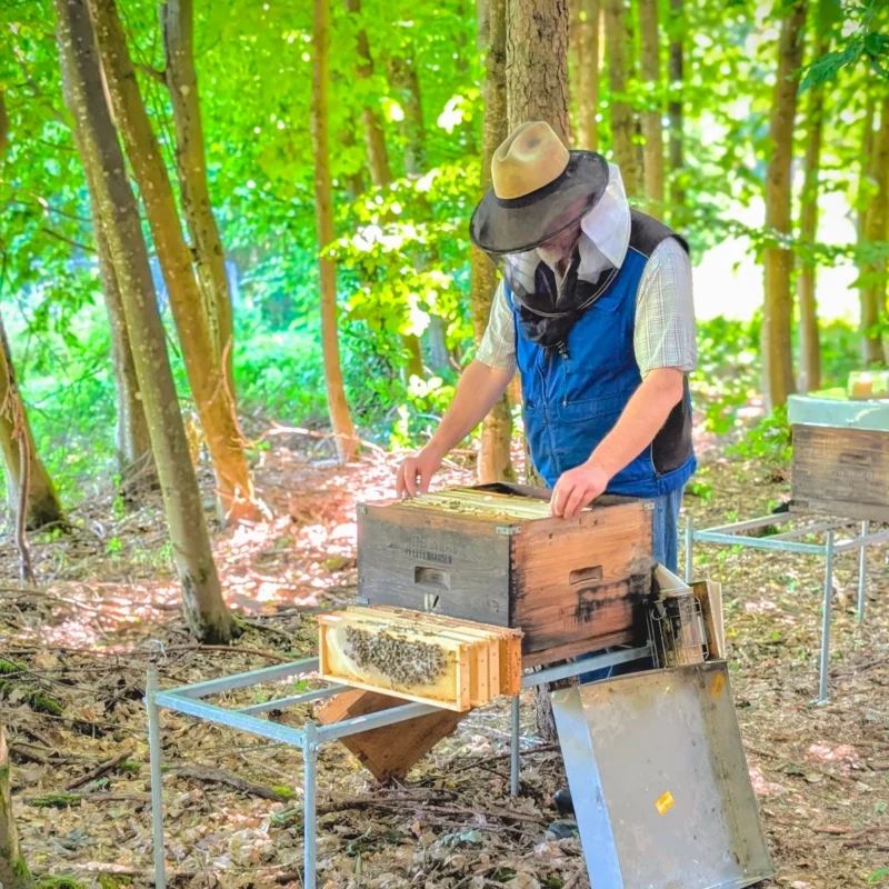 Bienenwachskerze groß dunkel aus echtem regionalem Roh-Bienenwachs, Stumpen XL, 640 Gramm, gegossen, Dicke 63 mm, Höhe 218 mm plus 10mm Docht, Imker-handgefertigt in Deutschland | Imkerei Oswald | Imkerei Oswald | bio-honig.com Volksdurchschau am Waldbienenstand auf einem befreundeten Naturlandhof. Die Völker erhalten in Trachtlücken Honigwaben mit nicht schleuderbaren Lärchenhonig. Foto: Imkermeister Oswald | Imkerei Oswald
