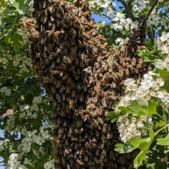Dieses Bild eines Bienenschwarms in einem Weissdorn spiegelt den Zauber des Anfangs in die Welt der Bienenhaltung und Imkerei anschaulich wieder. Foto: Das ultimative Lexikon der Imkerei 2026 | Imkerei Oswald.