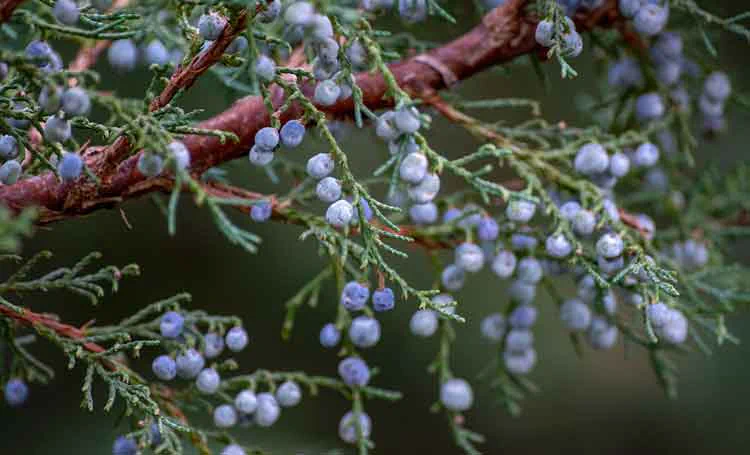 Gin Spirituose 0,5l, 40%vol | Honig-Gin vereint feine Aromen der Botanicals mit erlesenem Bienenhonig | Imkerei Oswald | Imkerei Oswald | bio-honig.com Wacholderbeeren am Baum