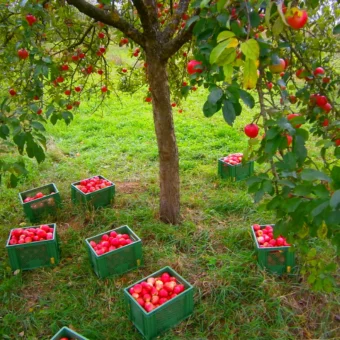 Acht Napfkisten (Napfkiste 3) gefüllt mit roten Streuobstäpfeln der alten Sorte "Maunzen" wurden von Hand aufgelesen, und stehen unter dem Apfelbaum rund um den Stamm. Foto: Imkerei Oswald bio-honig com.