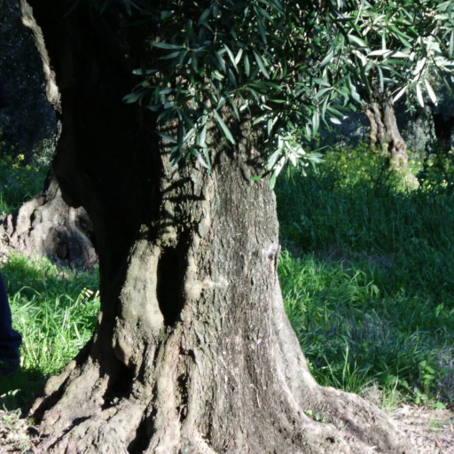 Bio Naturseife kaufen, mit kaltgepresstem Bio-Olivenöl und Lorbeerblätteröl, für Ihr Wohlbefinden. Foto: Imkermeister Hans Georg Oswald