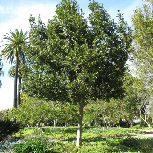 Der Lorbeer Baum Laurus nobilis, der das Lorbeerblätteröl für die Naturseifen im Zusatzsortiment von Imkerei Oswald liefert.