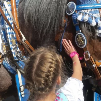 Ein junges Mädchen mit geflochtenem Zopf streichelt ein festlich geschmücktes Brauereipferd mit blau-weißem Hofbräu-Prunkgeschirr auf dem Oktoberfest.
