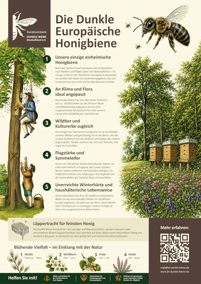 Offizielle Infotafel des Bundesverbandes Dunkle Biene Deutschland e.V.: Die wichtigsten biologischen Merkmale, die historische Rolle als Ur-Biene Mitteleuropas und ihr Jahreslauf auf einen Blick. Die Schautafel des Bundesverbandes Dunkle Biene Deutschland e.V., die mit Textblöcken, einer detaillierten Illustration der Biene und Grafiken über die Dunkle Europäische Honigbiene aufklärt: Einheimische Herkunft: Die Dunkle Biene wanderte nach der letzten Eiszeit nach Norden ein und besiedelte als einzige Unterart der Westlichen Honigbiene das Gebiet nördlich der Alpen von Frankreich bis zum Ural und Skandinavien. Klimatische Anpassung und Lebensweise: Sie ist seit ca. 10.000 Jahren an das wechselhafte Wetter in Nord- und Mitteleuropa angepasst, passt ihren Brutzyklus an Witterungs- oder Trachtpausen an und besitzt eine hohe Winterhärte. Kulturerbe und Verbreitung: Als ursprüngliches Wildtier mitteleuropäischer Wälder begründete sie die traditionelle Zeidlerei sowie die Imkerei und gelangte durch europäische Siedler bis nach Amerika und Australien. Flugkraft und Trachtverhalten: Durch beachtliche Flugstärke fliegt sie auch weit entfernte Trachtquellen an und nutzt vielfältige Läppertrachten, wodurch sie ein breites Spektrum an heimischen Wildpflanzen bestäubt. Blühkalender: Aufgeführt werden wichtige Trachtpflanzen im Jahresverlauf, darunter Weide (Februar–März), Weißdorn (Mai–Juni), Linde (Juni–Juli) und Heide (Juli–September). Verbandsangaben und Mitmachaufruf: Die Tafel ruft zur Mitgliedschaft sowie zur Unterstützung von Erhaltungszucht- und Schutzprojekten auf und stellt Kontaktdaten (Webadresse, E-Mail-Adresse und einen QR-Code) bereit.
